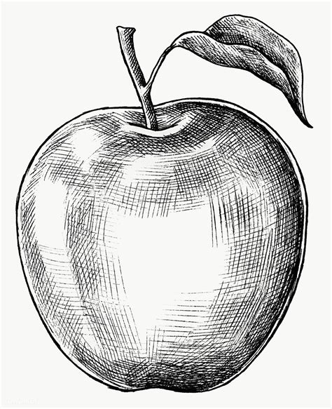 To draw an apple, we will follow these most manageable steps to make a simple apple drawing. Are you guys excited, hold on we are going to start. Step #1: Draw a boundary line . We will draw a circle intender at the center on both sides, being contoured into apple shape to draw apple. Step #2: Draw a curve line and a small stalk.